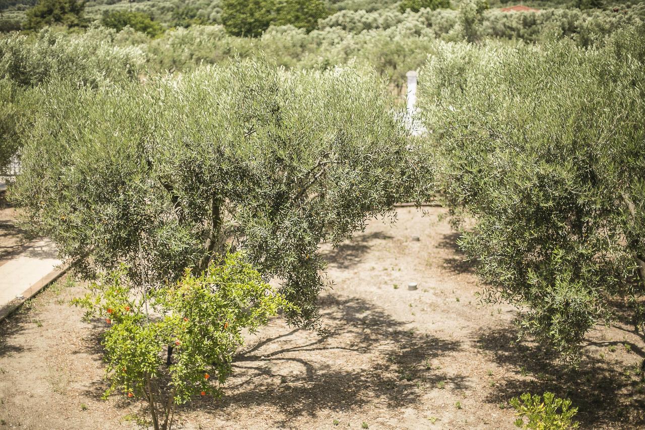 Olive Tree Apartments Fourka Exterior foto